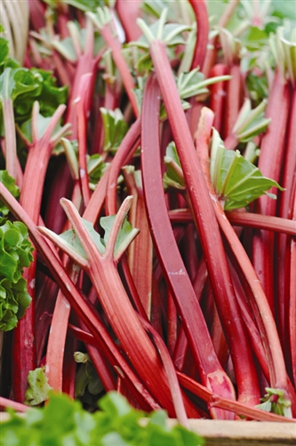 Rhubarb Image
